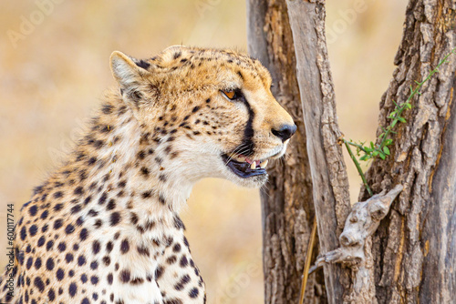 Cheetah sitting under tree and looking after prey in Serengeti
