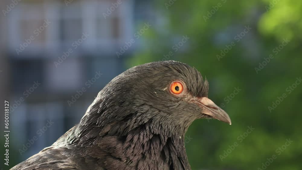 Dove closeup portrait, bird on the window, sunny day, pigeon beautiful portrait, Extreme Close Up, 4k video high quality Dove closeup portrait, bird on the window, sunny day, pigeon beautiful portrait, Extreme Close Up, 4k video high quality