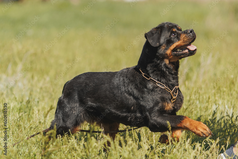 rottweiler dog animal portrait