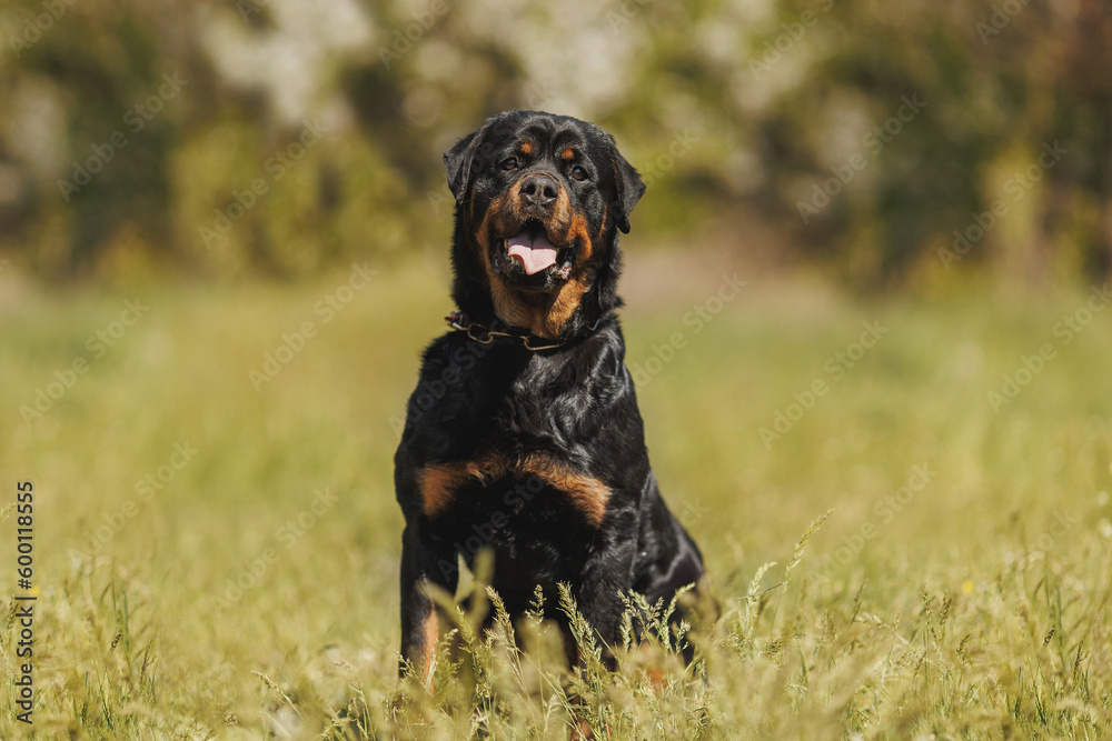 rottweiler dog animal portrait rottweiler dog animal portrait