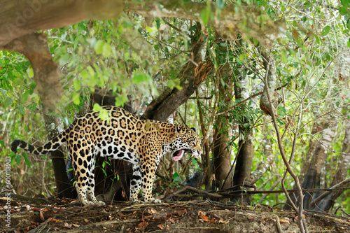 Jaguar yawning on a river bank in natural habitat