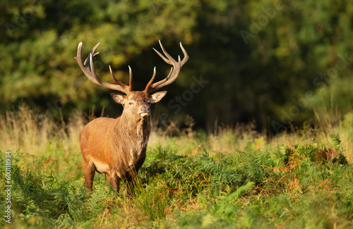 Close up of an impressive red deer stag standing in bracken