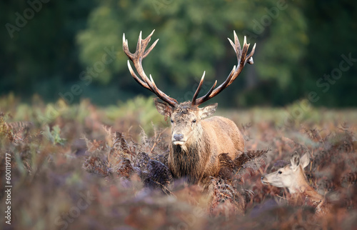 Obraz na plátne Red deer stag with a hind during rutting season in autumn