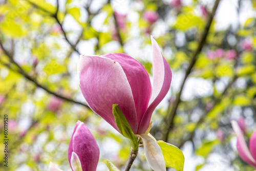pink magnolia bud in spring at the tree