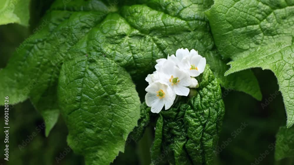 A flower whose wet petals are transparent like glass, Diphylleia grayi, Sankayou