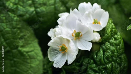 サンカヨウの花
