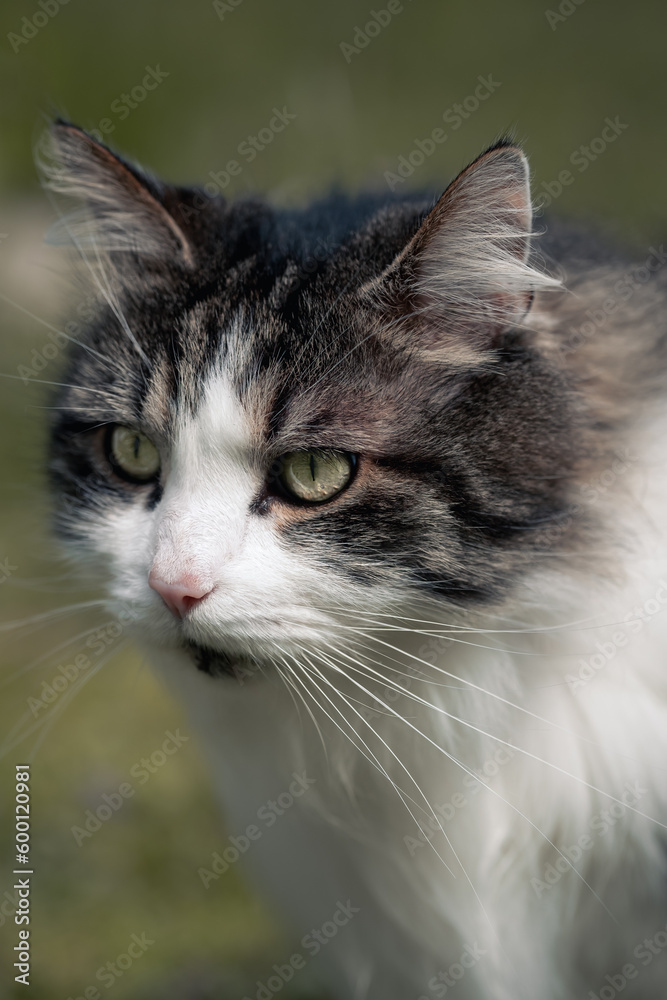 Feline Majesty: A Stunning Portrait of a cat