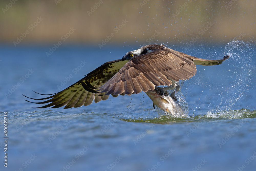 Fototapeta premium Rybołów (Pandion haliaetus)