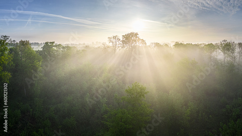 The sun's rays cut through the fog in a woodland in the Upper Rhine Valley