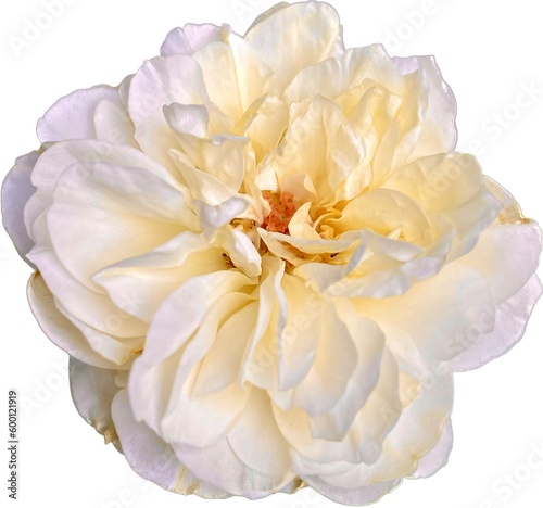 white dahlia flower on the white background 