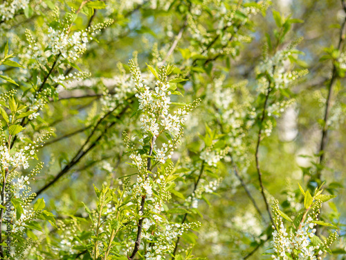 Flowering shrub, tree with white flowers. Eve bush with white flowers. Close-up of flowers and blurred background.