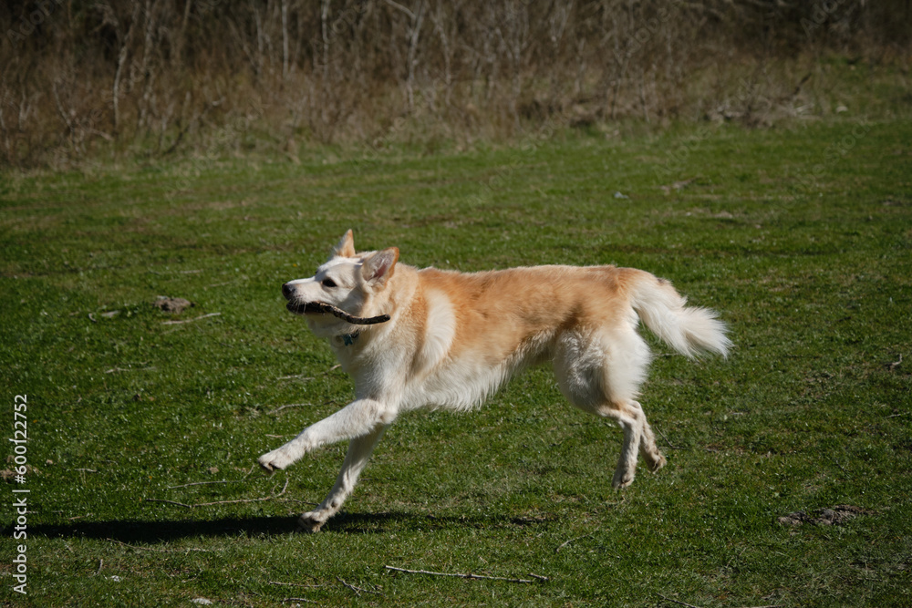Concept of pets on walk in park. Charming active and energetic mongrel on lawn having fun. Side view. White red half breed shepherd dog runs on green grass in field and plays with stick.