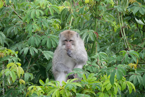 Photography Macaque monkey in the tropical rainforest of the Mount Rinjani National Park, Se