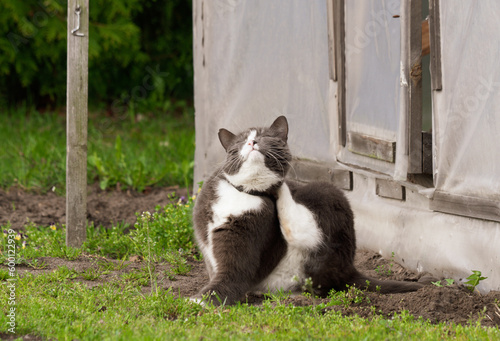 Spring in nature. A gray and white cat sits and scratches
