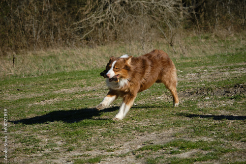 Concept of pets on walk in park. Charming active and energetic thoroughbred dog on lawn having fun. Brown Australian Shepherd dog runs on green grass in field and plays with toy.