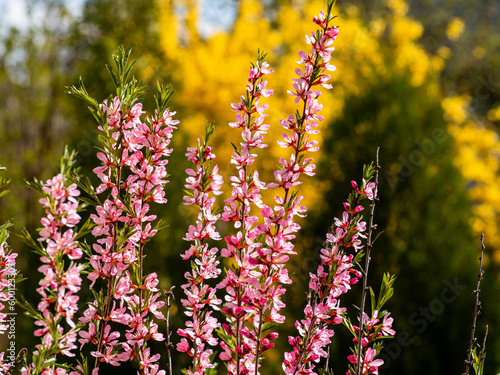 Flowering shrub, tree with pink flowers. Low almond blossoms in spring. Close-up of flowers and blurred background.