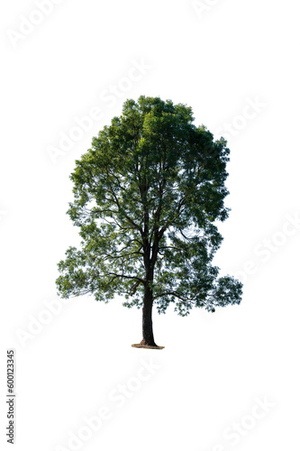 tree isolated with white background