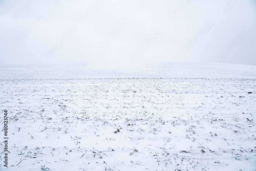 Landscape of wheat field covered with snow in winter season. Agriculture process with a crop cultures. Landscape of wheat field covered with snow in winter season. Agriculture process with a crop cultures.