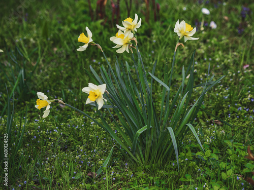 Spring, green grass, blooming daffodils. A flower with yellow petals. Close-up of flowers and blurred background.