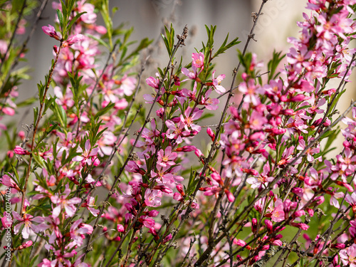 Flowering shrub, tree with pink flowers. Low almond blossoms in spring. Close-up of flowers and blurred background.