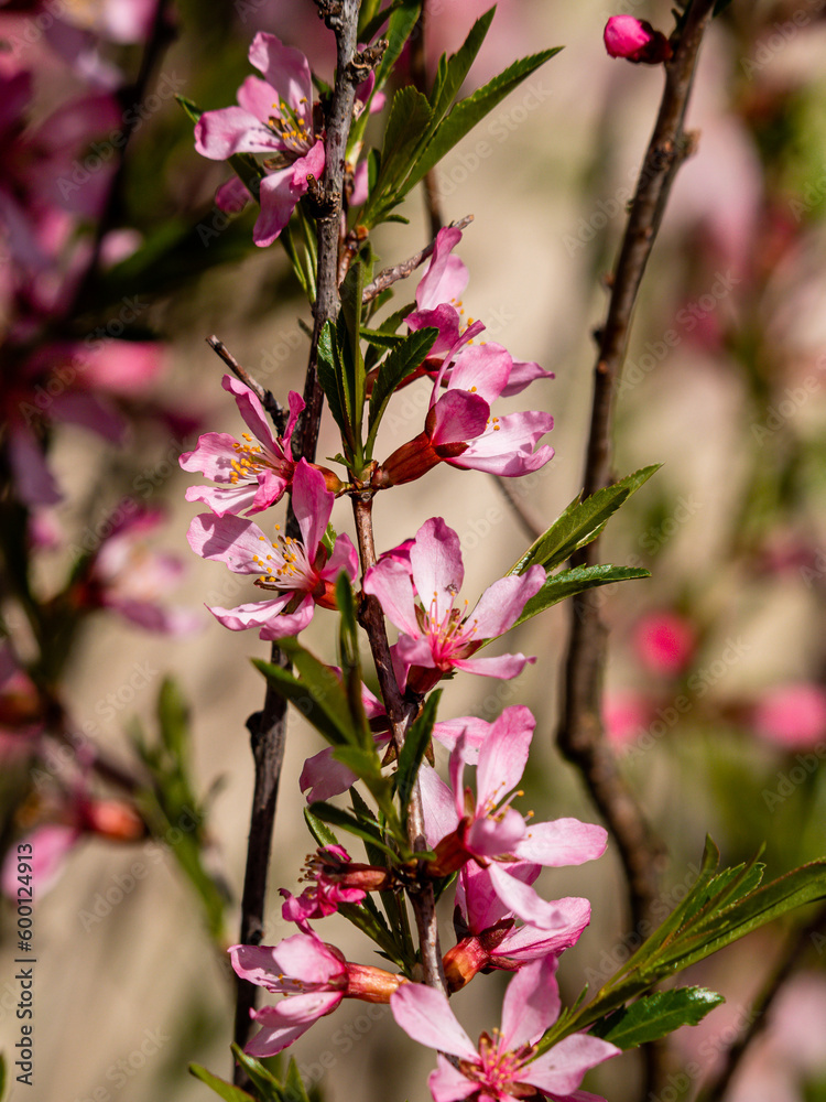 Obraz premium Flowering shrub, tree with pink flowers. Low almond blossoms in spring. Close-up of flowers and blurred background.