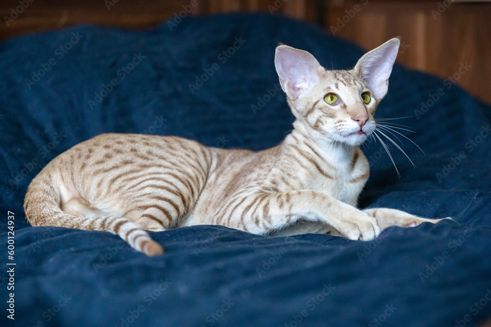 Portrait of cute oriental breed cat resting on bed