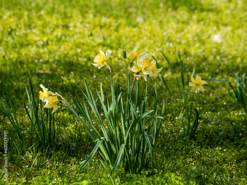 Spring, green grass, blooming daffodils. A flower with yellow petals. Close-up of flowers and blurred background.
