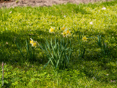 Spring, green grass, blooming daffodils. A flower with yellow petals. Close-up of flowers and blurred background.