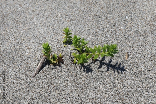 Plants that grow on sandy beaches photo