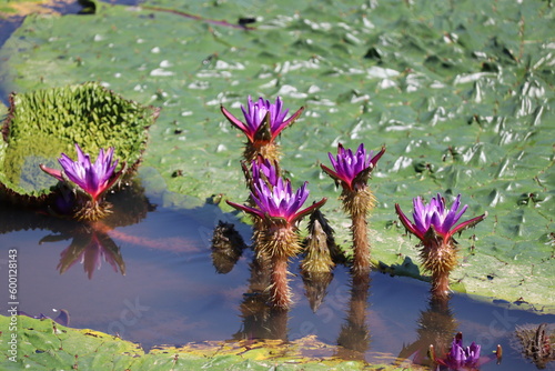 Prickly waterlily blooming in the pond