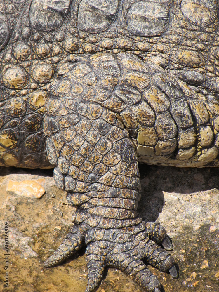 Obraz premium foot of a crocodile captured from close up to admire the details in a park in Agadir Morocco