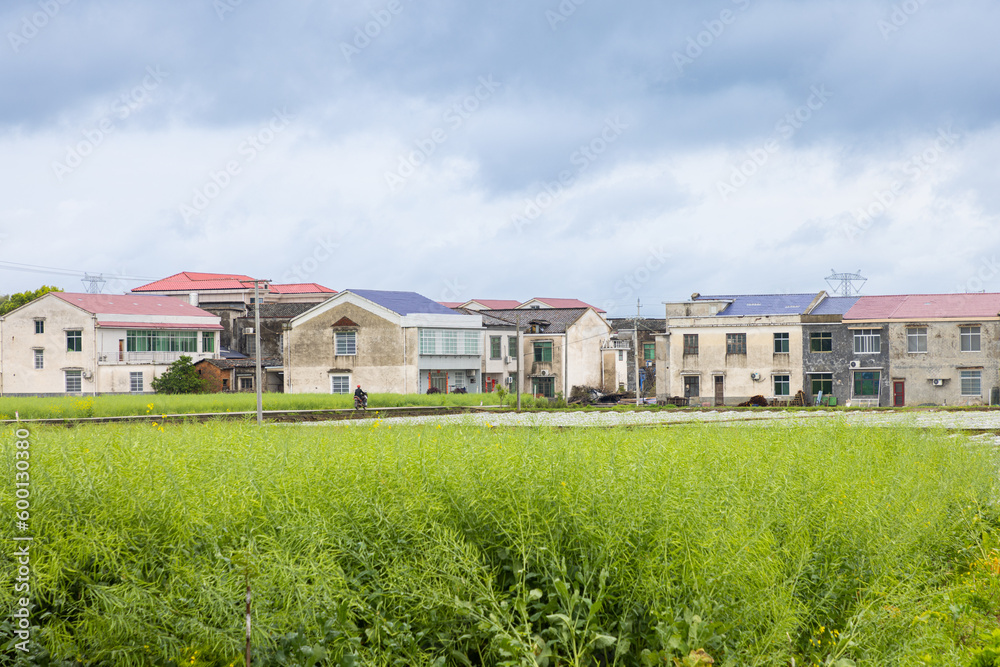 Picturesque village houses with half-ripe rapeseed and tobacco field in countryside in Hunan Province, China, moving clouds and mountains in background Picturesque village houses with half-ripe rapeseed and tobacco field in countryside in Hunan Province, China, moving clouds and mountains in background
