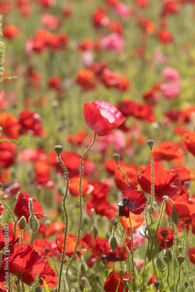 Obraz premium ポピー