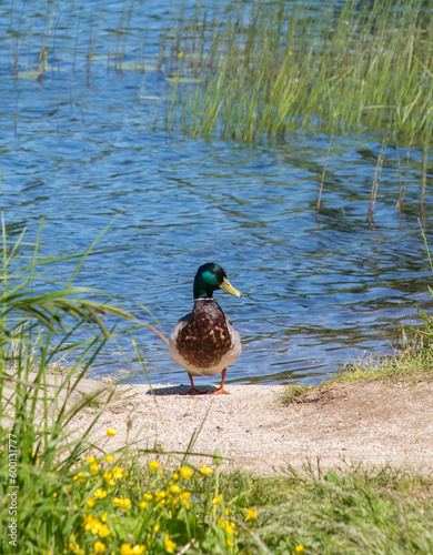 Wild duck near the water