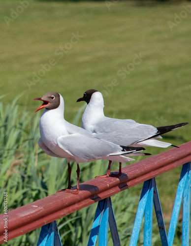 seagull screaming
