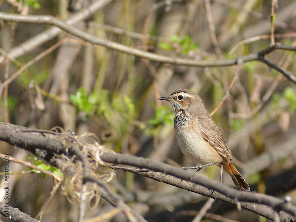 bluethroat in the bush