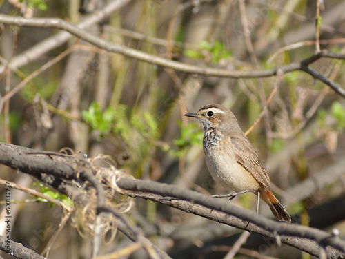 bluethroat in the bush © Ирина Белых