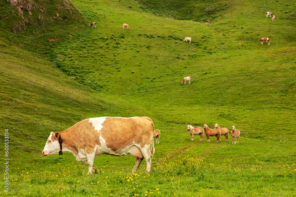 cows and horses grazing in mountains