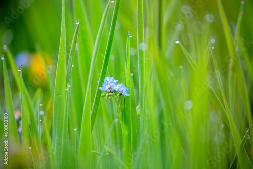 forget me not flower and green grass