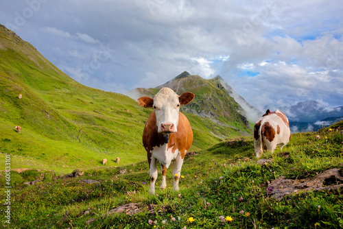 cow standing and looking on alpine meadow
