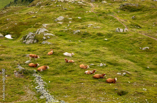 cows relaxing on alpine meadow