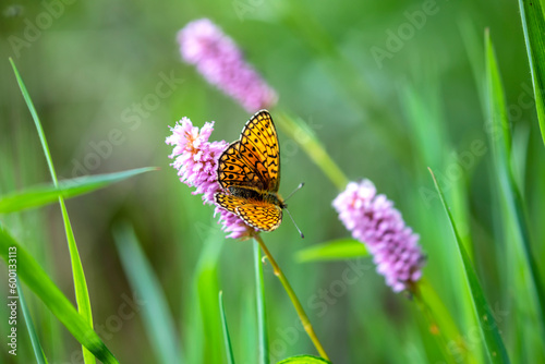 beautiful batterfly on flower in summer