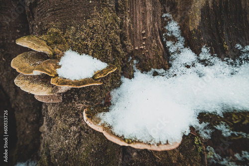 Obraz na plátně Lumpy Bracket mushroom on the tree, Trametes gibbosa