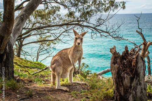 A kangaroo standing in the bush in the North Stradbroke Island photo