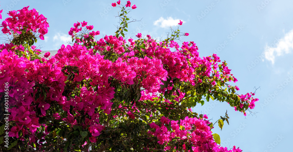 Greece, Cyclades Island. Blooming pink bougainvillea flower under blue sky background.