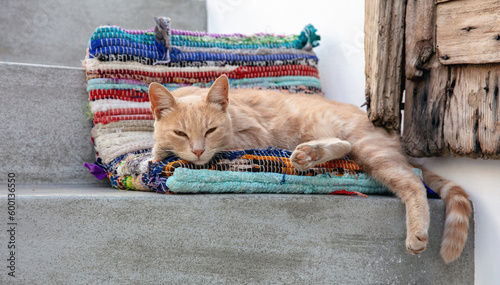 Fototapeta Naklejka Na Ścianę i Meble -  Felis catus domesticus cat half sleeps at textile pillow on stair, Cyclades island, Greece.