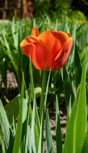 Red tulip in the garden on the blurred background