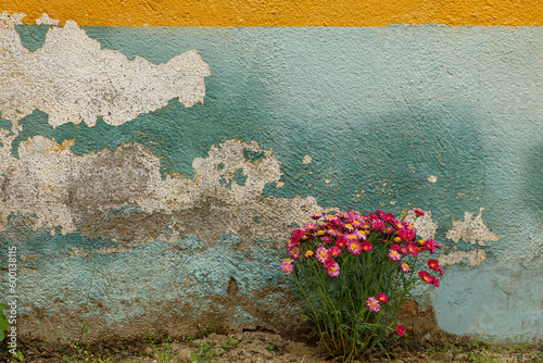 patch of bright colored flowers against a painted and peeling wall