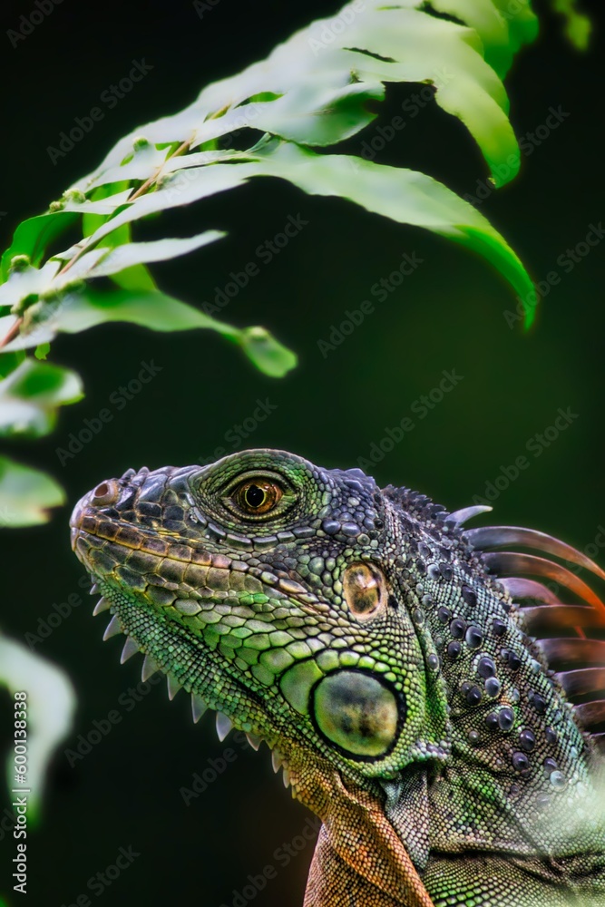 Obraz premium green iguana on a branch