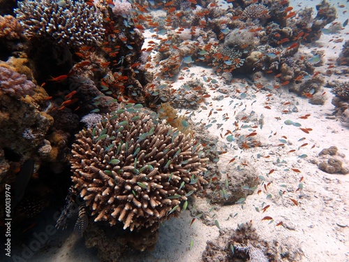 Wallpaper Mural red sea fish and coral reef of blue hole dive site Torontodigital.ca
